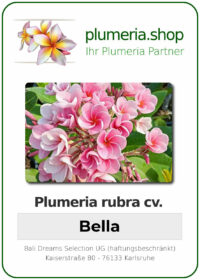 Plumeria rubra - "Bella"