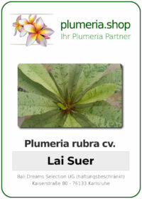 variegated Plumeria rubra - "Lai Suer"