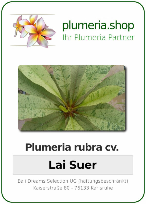 variegated Plumeria rubra - "Lai Suer"