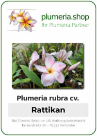 Plumeria rubra - "Rattikan"