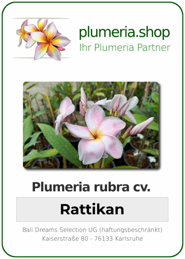 Plumeria rubra - "Rattikan"
