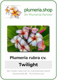 Plumeria rubra - "SJ Twilight"