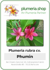 Plumeria rubra - "Phumin"