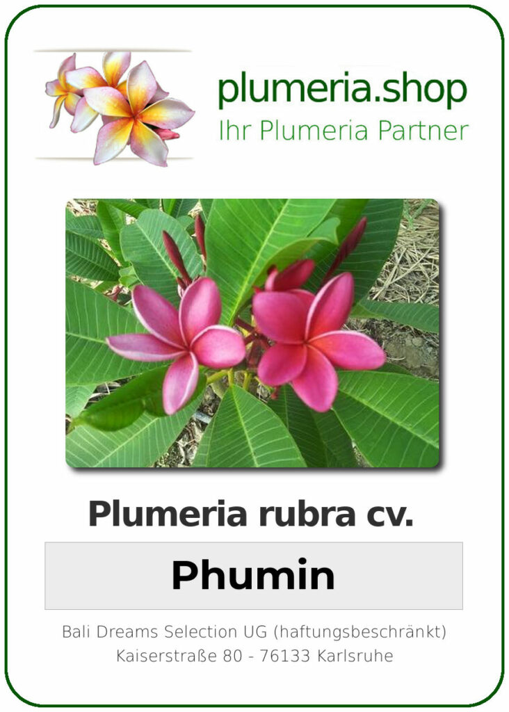 Plumeria rubra "Phumin"