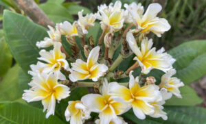 Plumeria rubra "Tinkerbell"