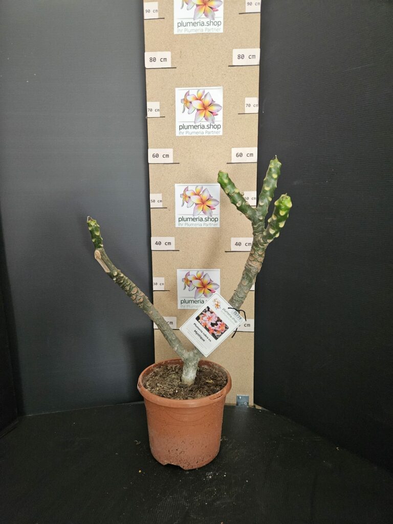 Plumeria rubra „Mystique“