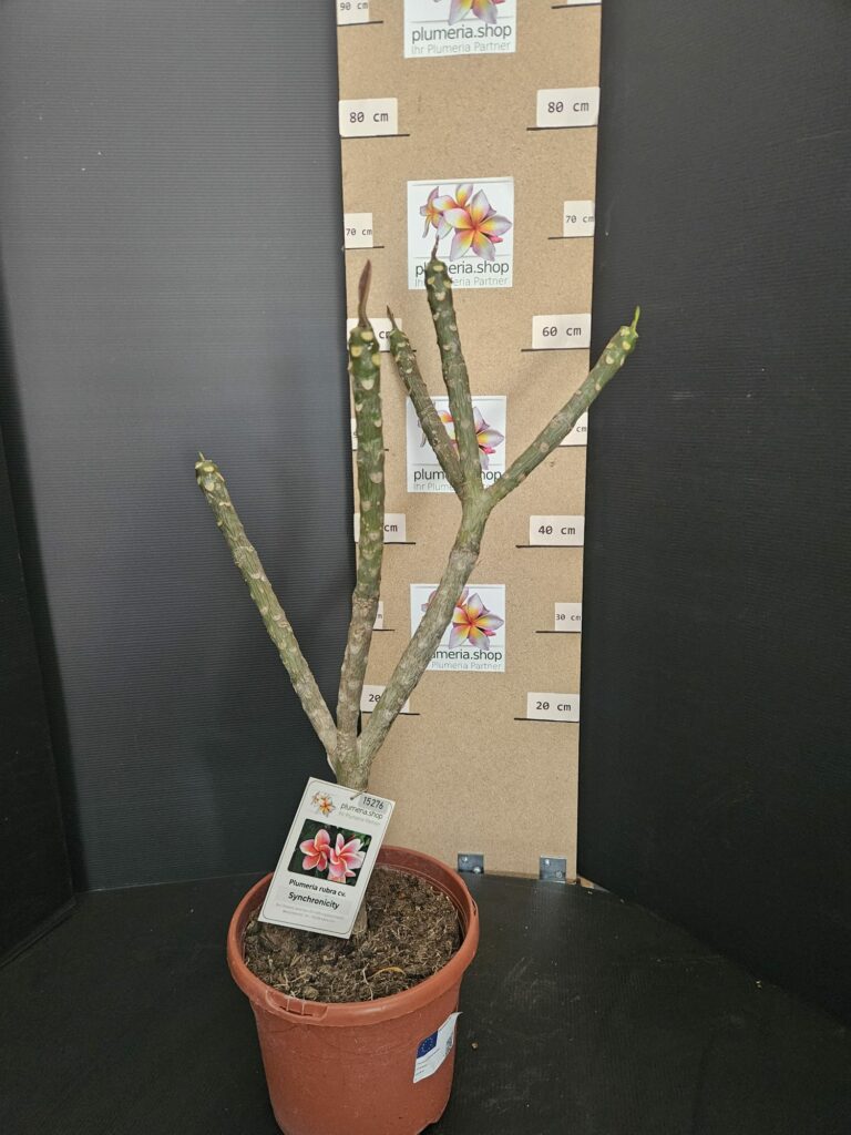 Plumeria rubra „Synchronicity“