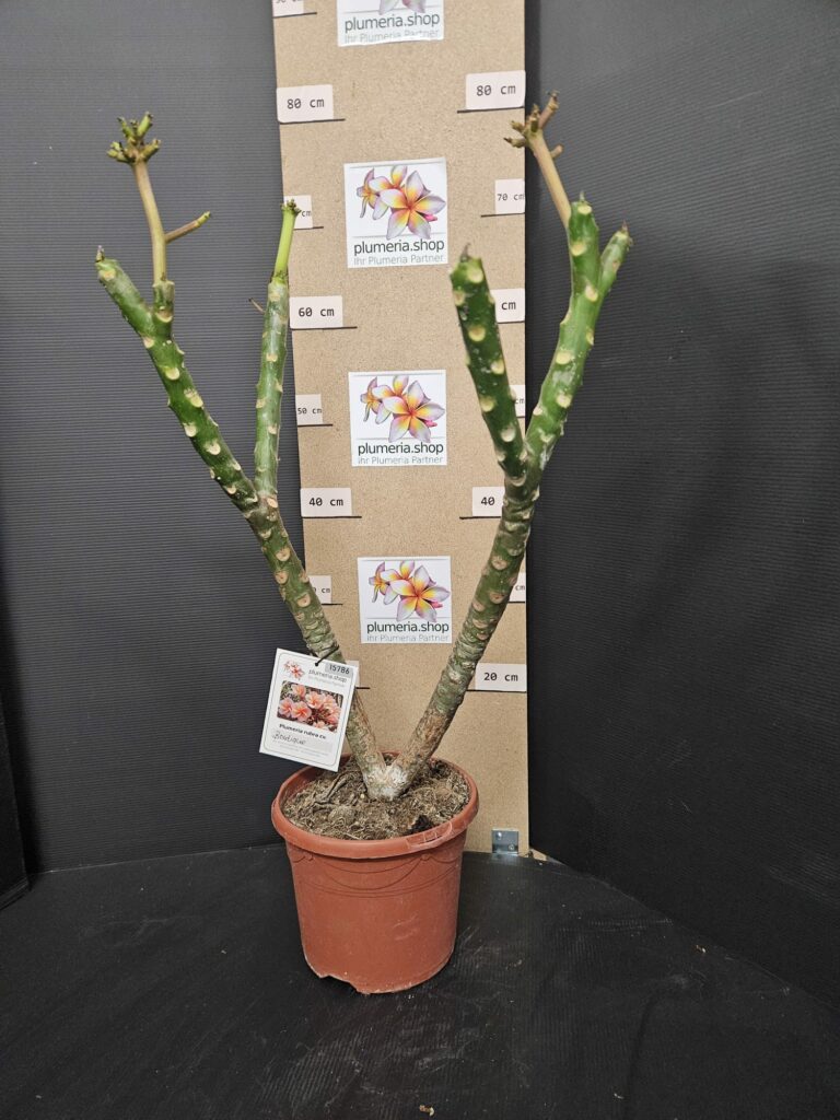 Plumeria rubra „Boutique“