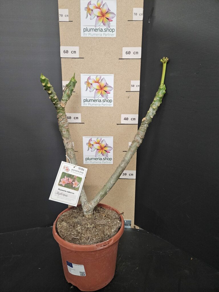 Plumeria rubra „Mystique“