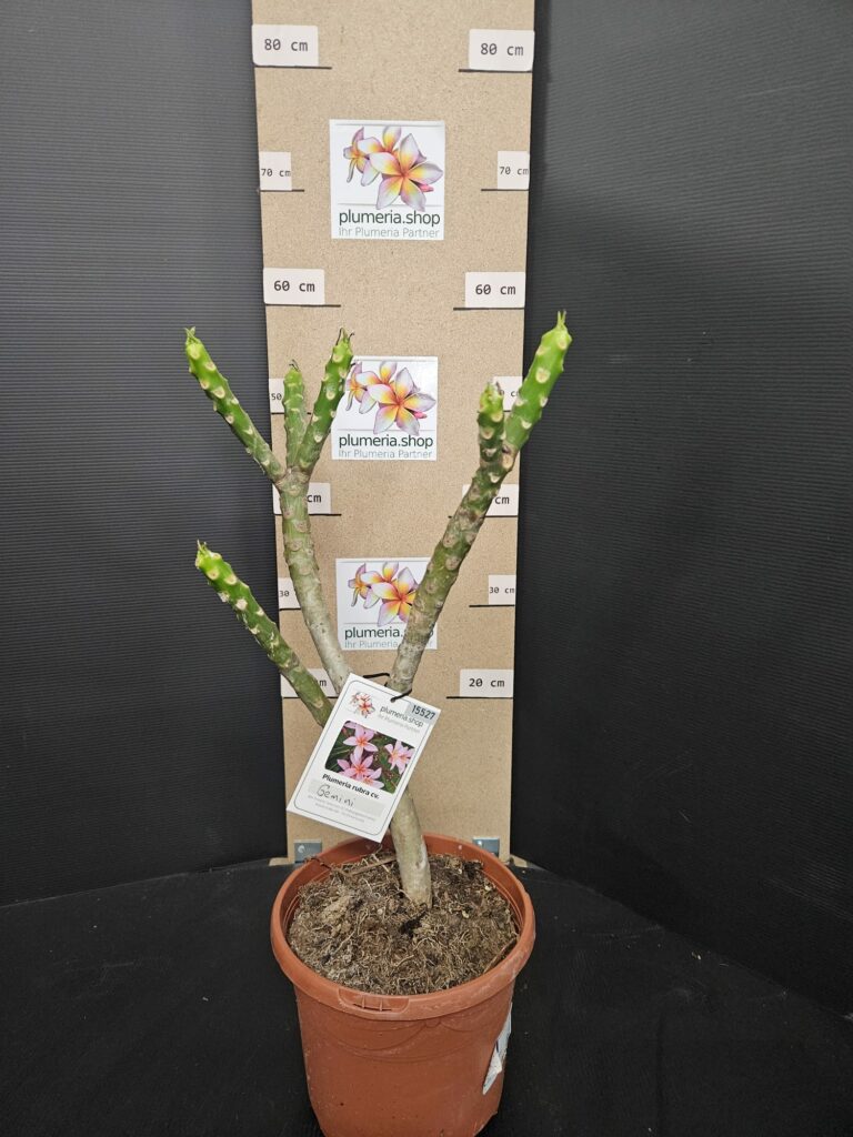 Plumeria rubra „Gemini“