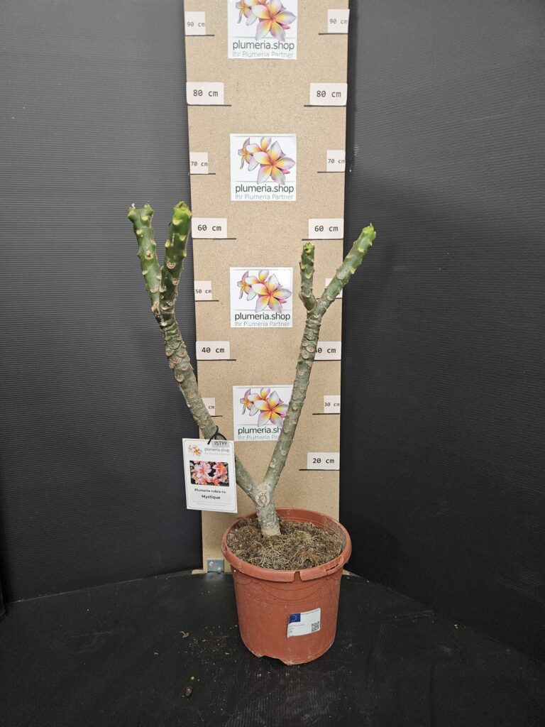 Plumeria rubra „Mystique“