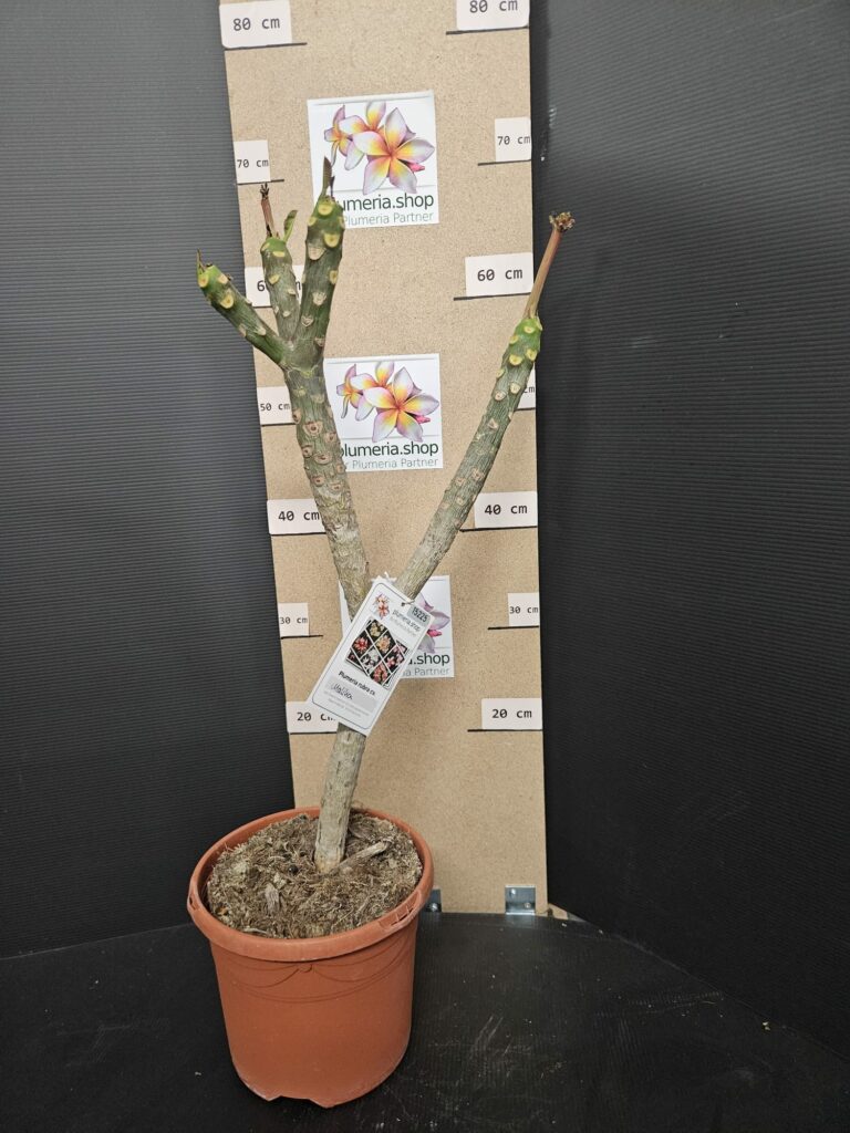 Plumeria rubra „Malika“