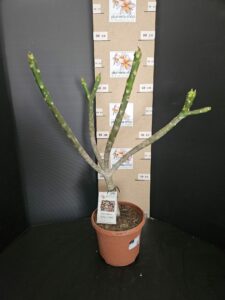 Plumeria rubra "California Sunset"