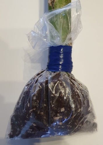 Bestellte Stecklinge im Bagrooting Verfahren liefern