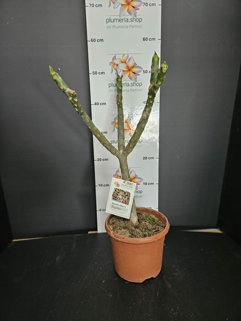 Plumeria rubra „Bayeux“