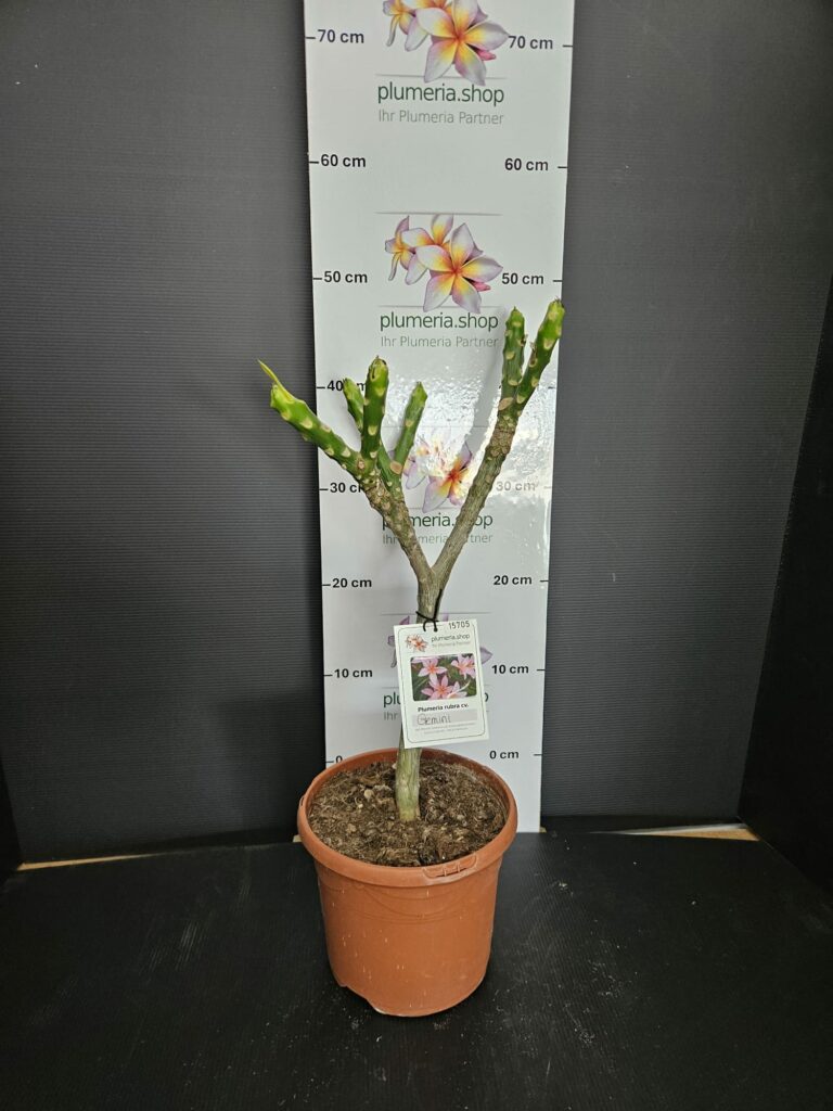 Plumeria rubra „Gemini“
