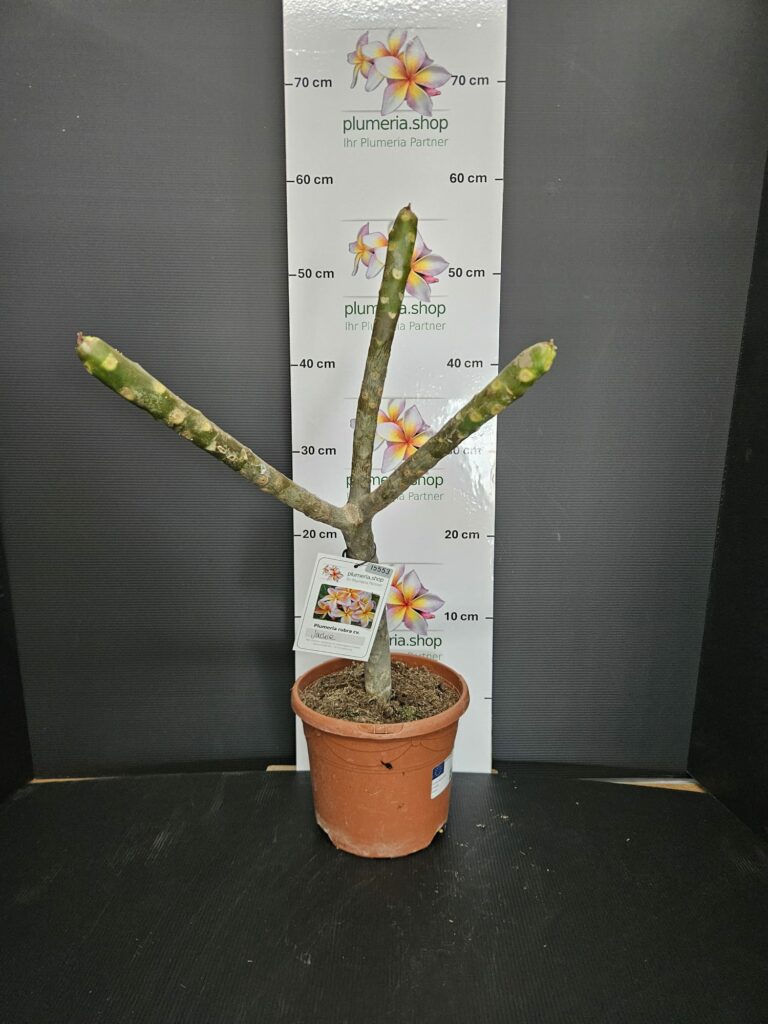 Plumeria rubra „Jackie“