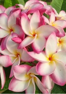 Plumeria rubra cv. "Mary Helen Eggenberger" - unbewurzelter Steckling