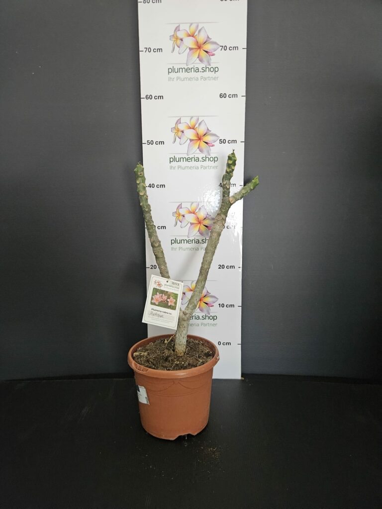 Plumeria rubra „Mystique“