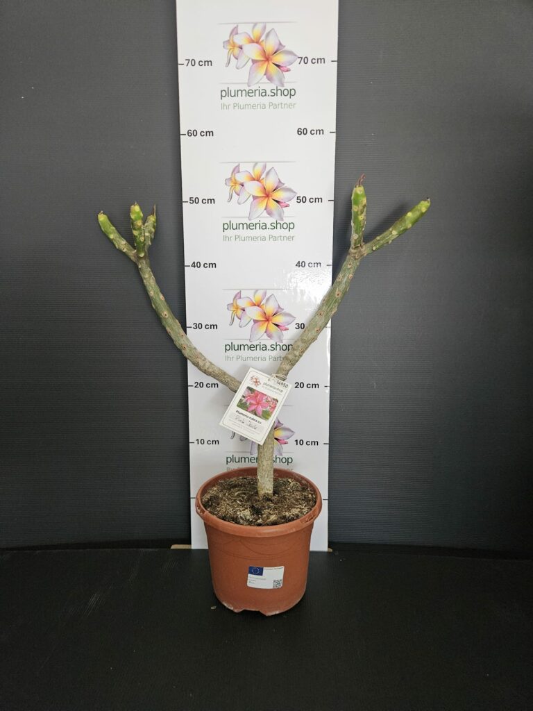 Plumeria rubra „Pink Jack“