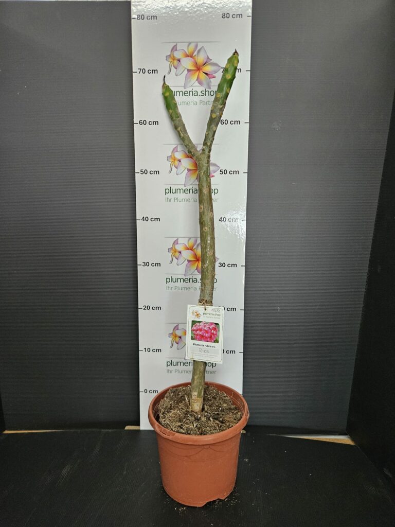 Plumeria rubra „R03“