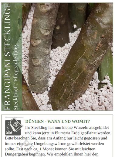 Ratgeber Blatt zu den Stecklingen beilegen