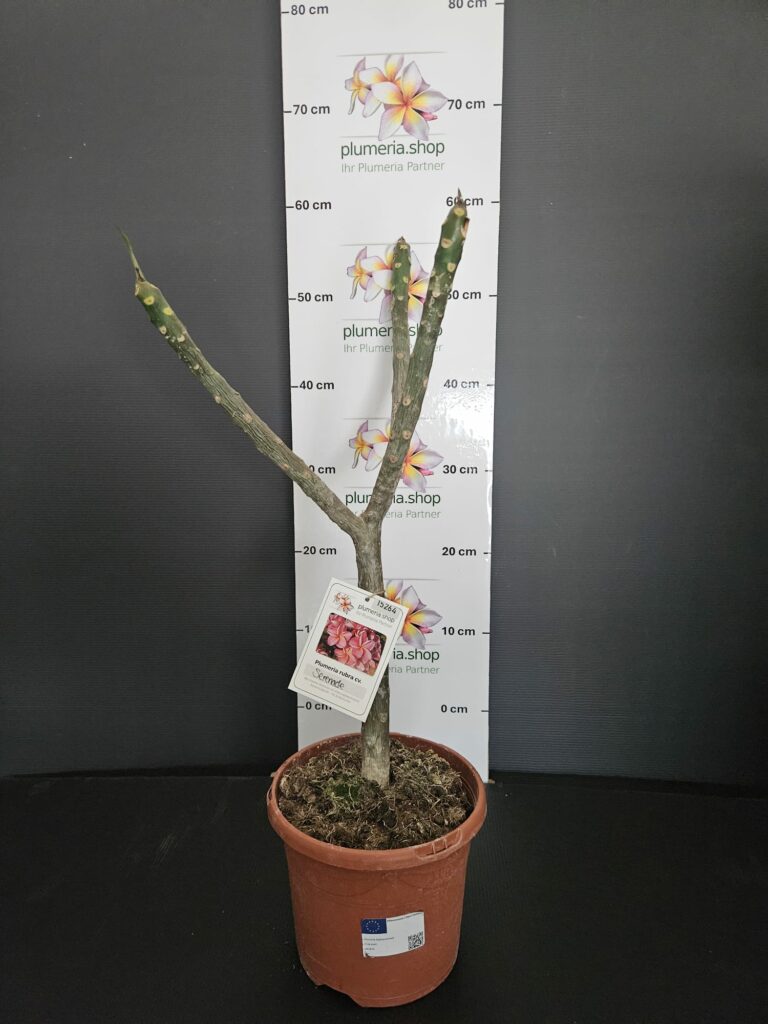 Plumeria rubra „Serenade“