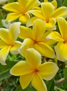 Plumeria rubra cv. "Sunray MP" - unbewurzelter Steckling