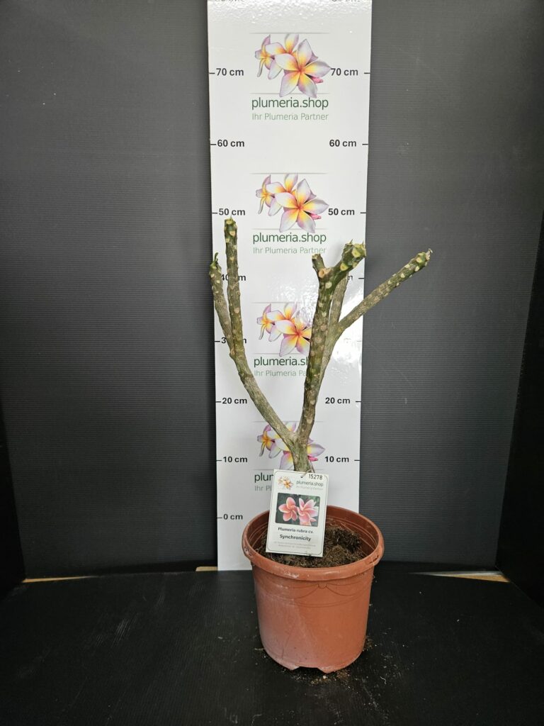 Plumeria rubra „Synchronicity“