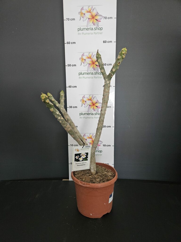 Plumeria rubra "Thumbalina"