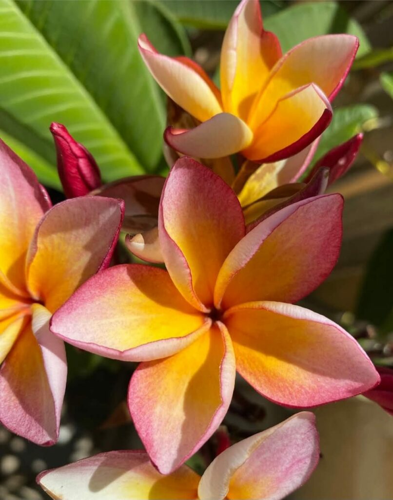 Plumeria rubra cv. "Trapanosa" - unbewurzelter Steckling