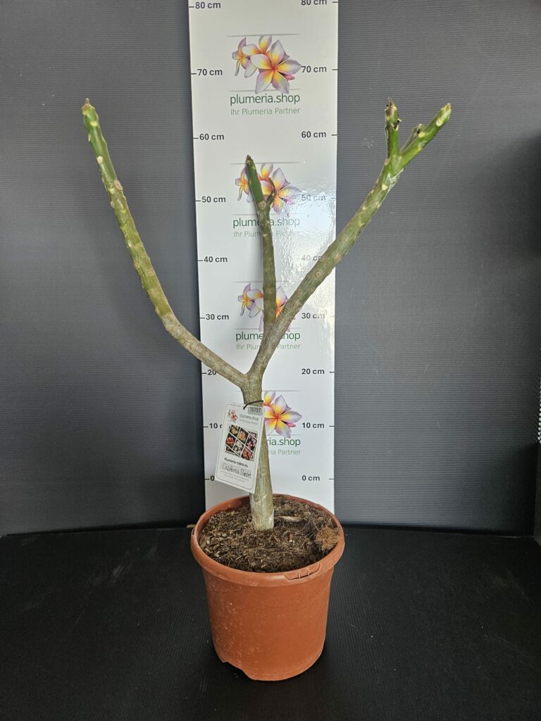 Plumeria rubra „California Sunset“