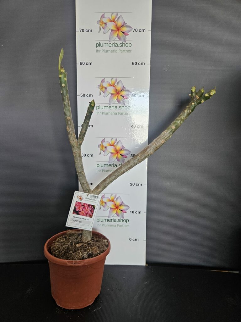 Plumeria rubra „Serenade“