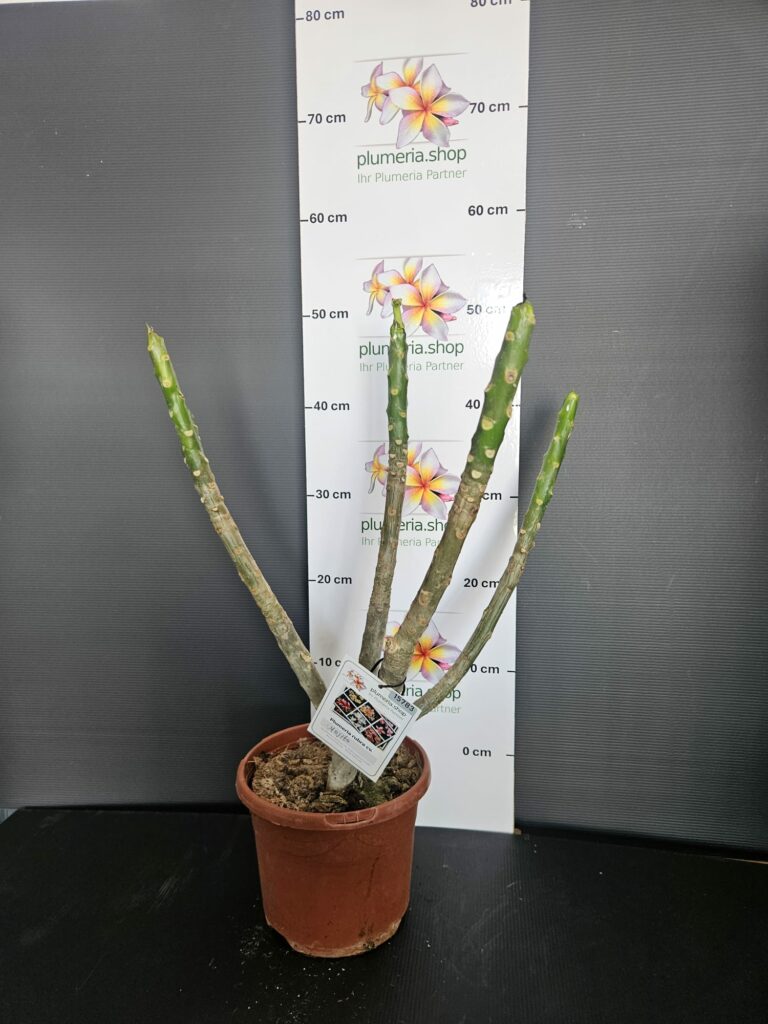 Plumeria rubra „Mojito“