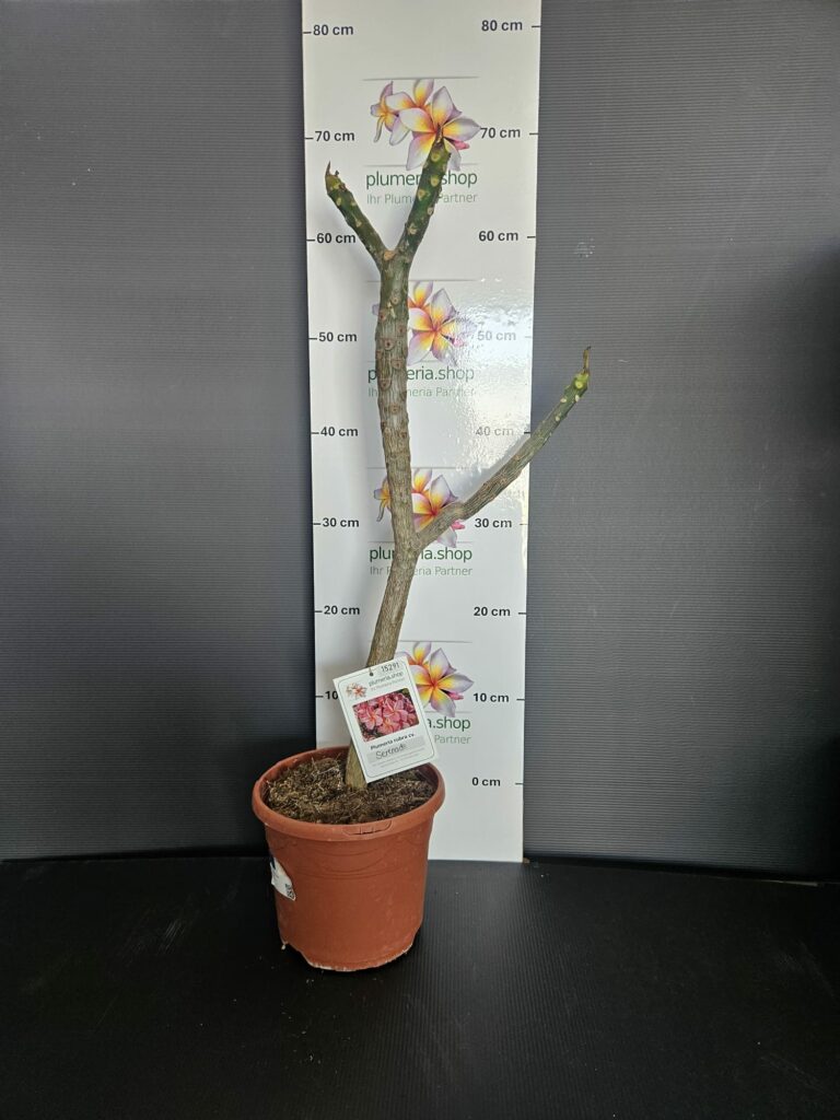 Plumeria rubra „Serenade“