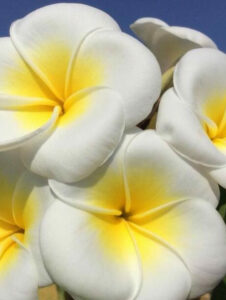 Plumeria rubra cv. "Acutifolia" - unbewurzelter Steckling