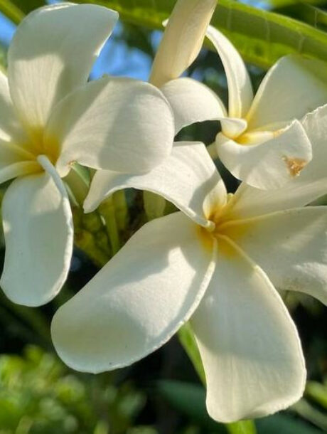 Plumeria Alba, wurzelnackt