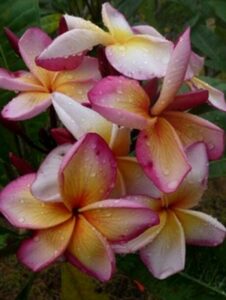 Plumeria rubra "Atlantis", wurzelnackt