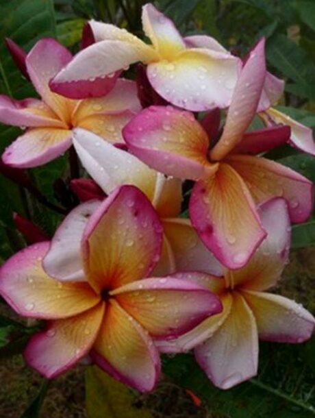 Plumeria rubra cv. "Atlantis" - unbewurzelter Steckling