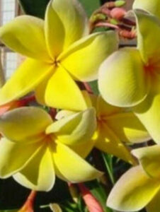 Plumeria rubra cv. "Aztek Gold (USA)" - unbewurzelter Steckling
