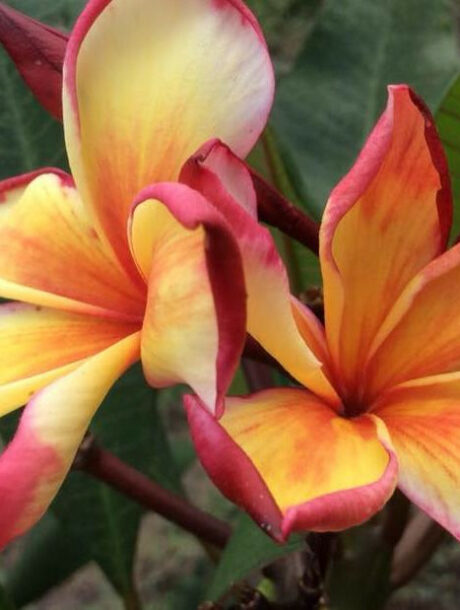 Plumeria rubra cv. « Bangkok Fire » – bouture non enracinée