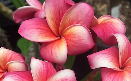Plumeria rubra "Bayeux"