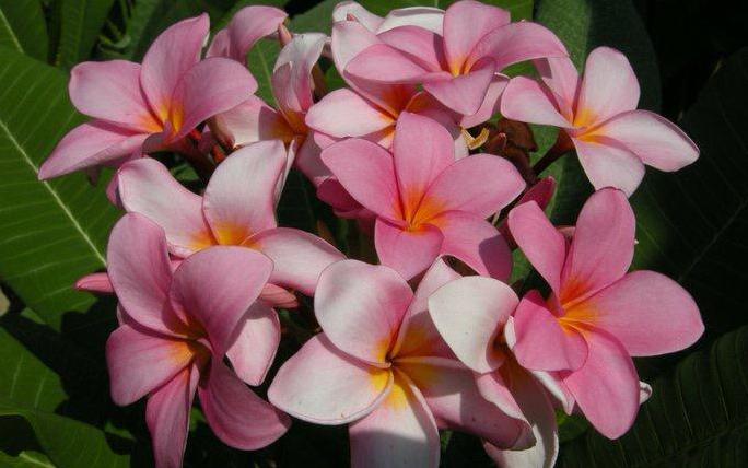 Plumeria rubra "Bora Bora Pearl"