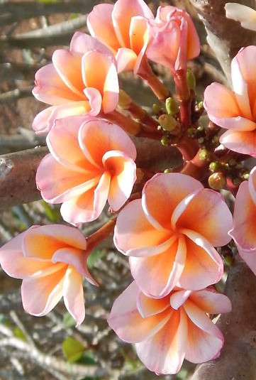 Plumeria rubra "Boutique"