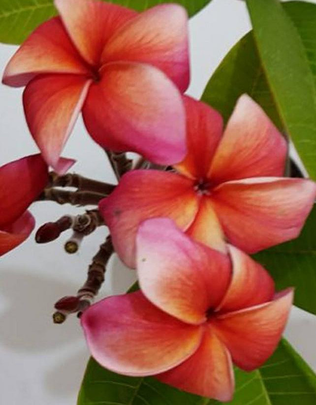 Plumeria rubra "Cabaret"