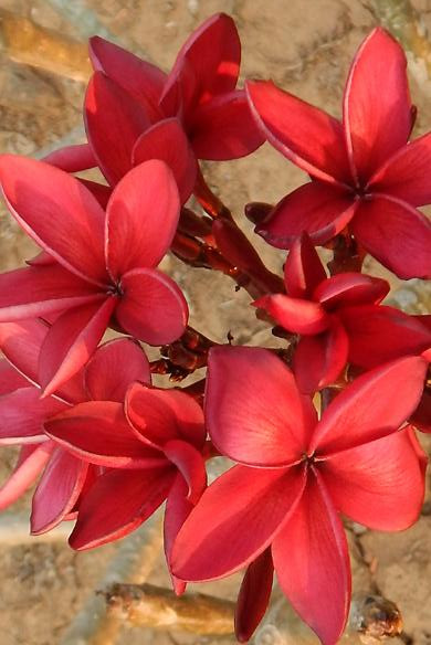 Plumeria rubra "Cardinal"