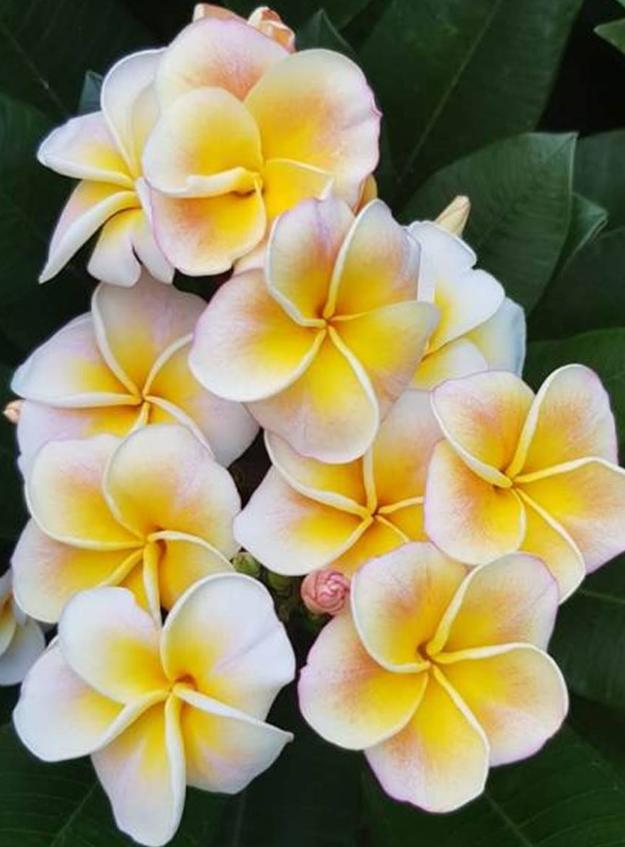 Plumeria rubra "Chablis"