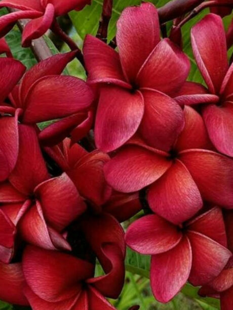 Plumeria rubra 'Meya' - bare-root