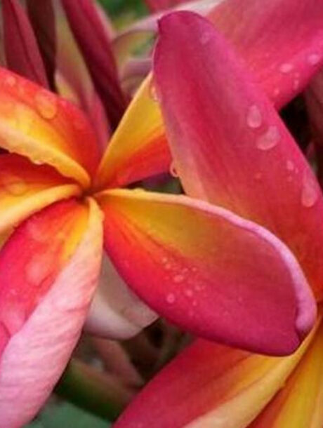 Plumeria rubra cv. « Confetti » – bouture non enracinée