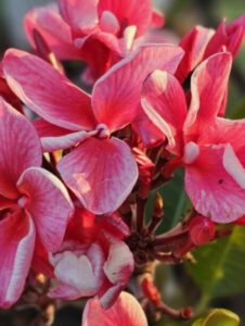 Plumeria rubra "Cyclone" - wurzelnackt